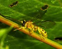 Colpotrochia fultoni