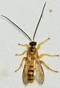 Colpotrochia fultoni - photo 2
