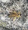 Colpotrochia fultoni - photo 5