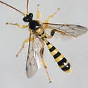 Colpotrochia texana