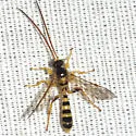 Colpotrochia texana - photo 3
