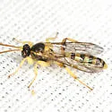 Colpotrochia texana - photo 5