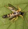 Colpotrochia trifasciata - photo 4