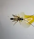 Colpotrochia trifasciata - photo 5