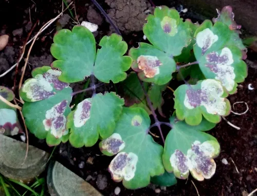 Columbine Leaf Miner