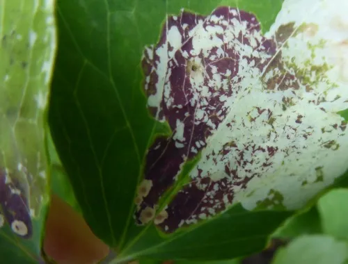 Columbine Leaf Miner - photo 2