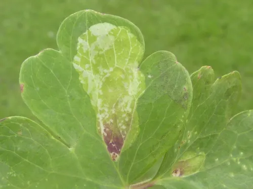 Columbine Leaf Miner - photo 3