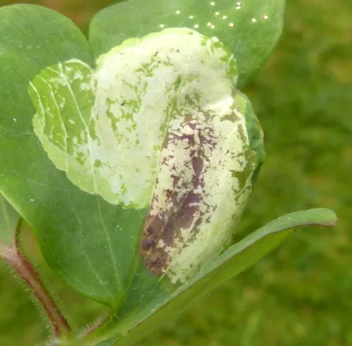 Columbine Leaf Miner - photo 4