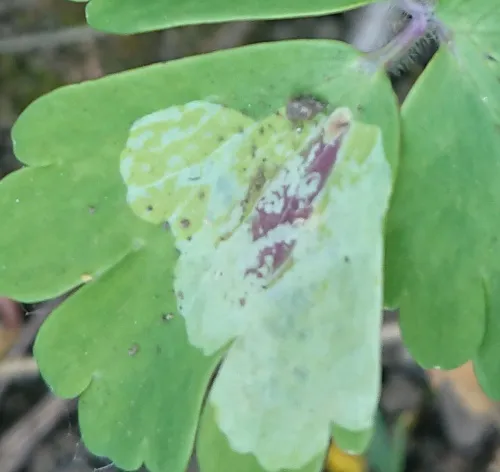 Columbine Leaf Miner - photo 5