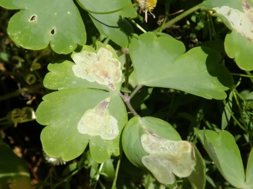 Columbine Leaf Miner - photo 6