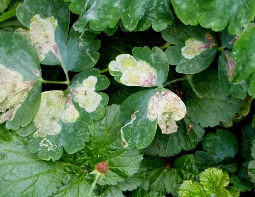 Columbine Leaf Miner - photo 7