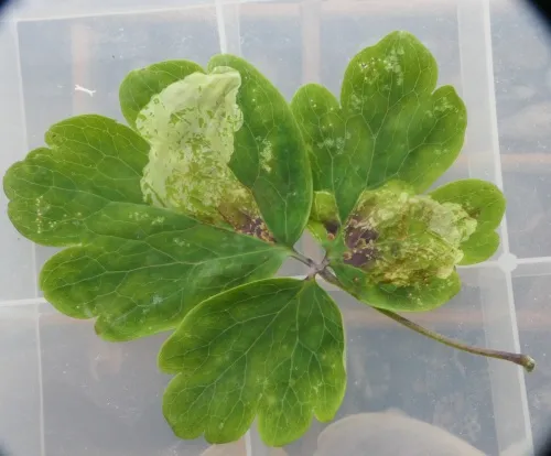 Columbine Leaf Miner - photo 8