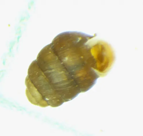 Columella aspera - photo 2