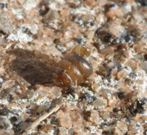 Columella aspera - photo 3