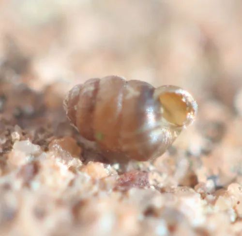 Columella aspera - photo 4