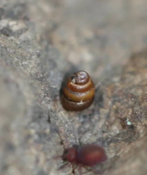 Columella aspera - photo 5
