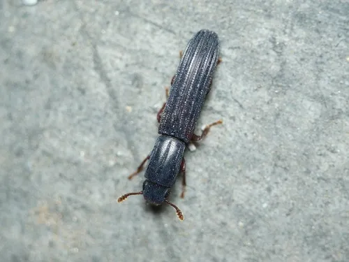 Colydium elongatum