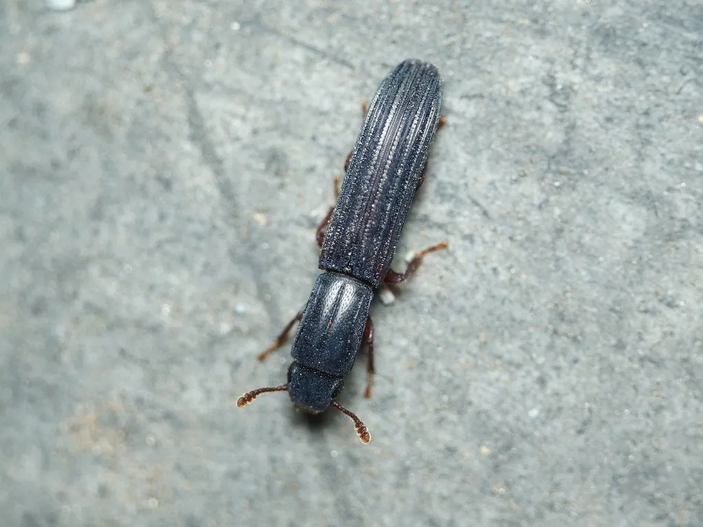 Colydium elongatum - photo 2