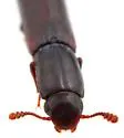 Colydium glabriculum - photo 4