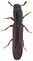 Colydium glabriculum - photo 5
