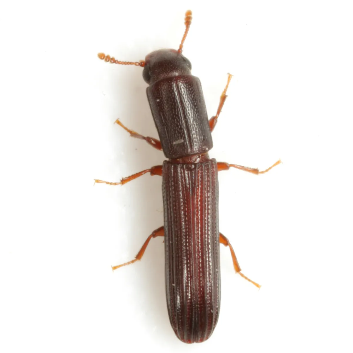 Colydium lineola - photo 3