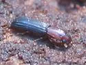Colydium nigripenne - photo 2