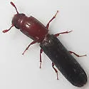 Colydium nigripenne - photo 3