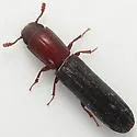 Colydium nigripenne - photo 4
