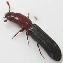 Colydium nigripenne - photo 5