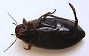 Colymbetes densus