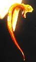 Colymbetes densus - photo 3