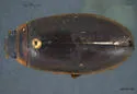 Colymbetes dolabratus