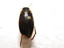 Colymbetes exaratus