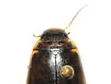 Colymbetes exaratus - photo 2