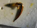 Colymbetes exaratus - photo 4