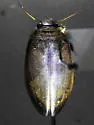 Colymbetes exaratus - photo 5