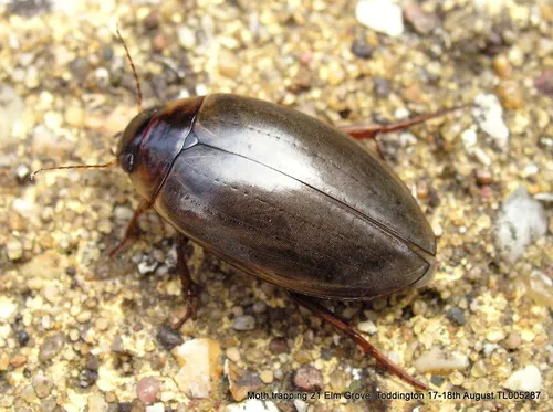 Colymbetes fuscus