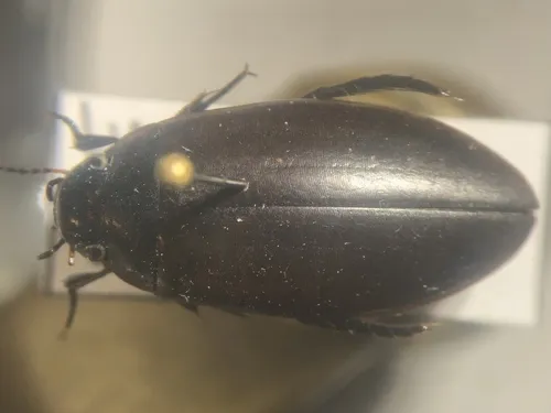 Colymbetes longulus - Colymbetes longulus