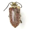 Comacmaeops brunnea - Comacmaeops brunnea