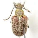 Comacmaeops brunnea - photo 2