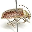 Comacmaeops brunnea - photo 3