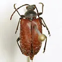 Comacmaeops brunnea - photo 4