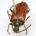 Comacmaeops brunnea - photo 5