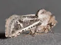 Comadia albistriga - Hodges#2690