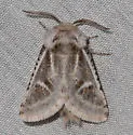 Comadia albistriga - Hodges#2690 - photo 2