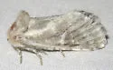 Comadia albistriga - Hodges#2690 - photo 4
