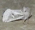 Comadia albistriga - Hodges#2690 - photo 5