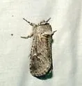 Lupine Borer Moth - Hodges#2686