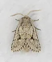 Lupine Borer Moth - Hodges#2686 - photo 2