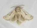 Lupine Borer Moth - Hodges#2686 - photo 3